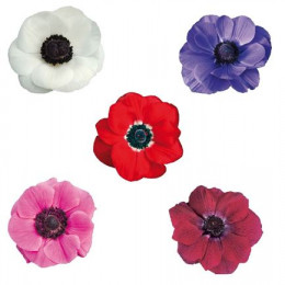 Anemone Mixed (Анемона Миксед) В40
