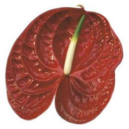 Anthurium Calisto (Антуриум Калисто) В010