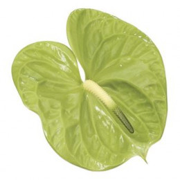 Anthurium Midori (Антуриум Мидори) В016