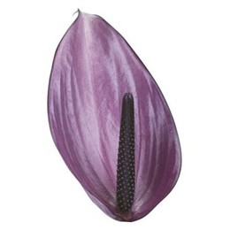 Anthurium Previa (Антуриум Превия) В45