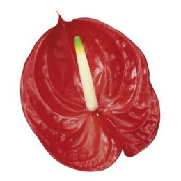 Anthurium Tropical (Антуриум Тропикал) В020