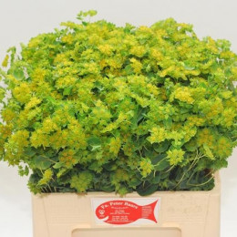 Bupleurum Griffithii (Буплерум Гриффити) В60