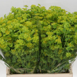 Bupleurum Rotundifolium (Буплерум Ротундифолиум) В50