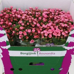 Bouvardia Du Dark Pink (Бовардия Ду Дарк Пинк) В70