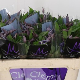 Clematis Blue Pirouette (Клематис Блу Пируэтте) В50