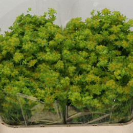 Bupleurum Rotundifolium (Буплерум Ротундифолиум) В60