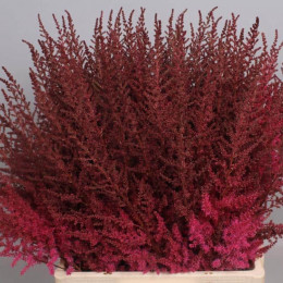 Astilbe Paul Gaarder Red (Астильба Пауль Гаардер Ред)В60