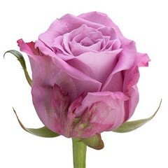 Rosa Gr Maritim (Роза Гр Маритим) Ступино В50