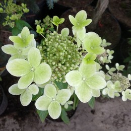 Гортензия метельчатая Pastel Green (Пастель Грин)