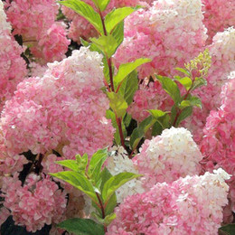 Гортензия метельчатая Vanille Fraise (Ванилле Фрейз)
