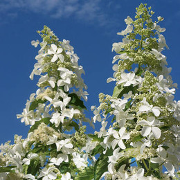 Гортензия метельчатая Levana (Левана)