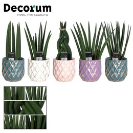 Сансевиерия цилиндрическая 9 см, смешанная в Верле (страсть ( Sansevieria Cylindrica 9 Cm Mixed In V