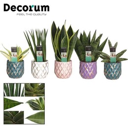 Сансевиерия смешанная 9 см в Веерле (коллекция passion ( Sansevieria Mixed 9 Cm In Veerle (passion-c
