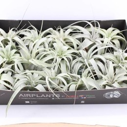 Arr3 Cp-Till. Ксерография X15 ( Arr3 Cp - Till. Xerographica X15 ) W 9/9,5 см H 9 см