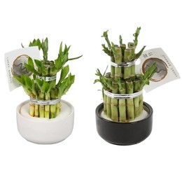 Lucky Bamboo Round 2big в ②09 см Керамический черный / whi ( Lucky Bamboo Round 2big In W09cm Cerami