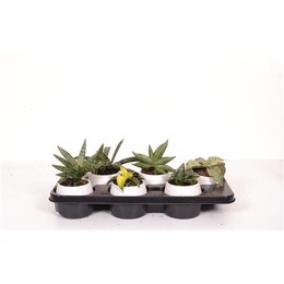 Sansevieria special, смешанный с белой керамикой ( Sansevieria Special Mixed In White ceramics ) W 9