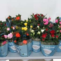 Роза Бомонд Смешанный ( Rosa Beau Monde Mixed ) W 10,5 см H 25 см