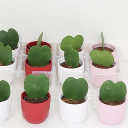 Хойя Керри # ( Hoya Kerrii # ) W 6 см H 1 см