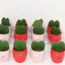 Хойя Керри # ( Hoya Kerrii # ) W 6 см H 15 см