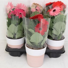Гербера Смешанная Терракотовая # ( Gerbera Mixed Terracotta # ) W 12 см H 25 см
