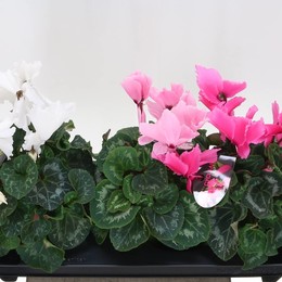 Цикламен Гречишный Кудрявый ( Cyclamen Gr Halios Curly ) W 13 см H 30 см