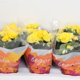 Бегония Hl Ребекка Желтая ( Begonia Hl Rebecca Yellow ) W 13 см H 30 см