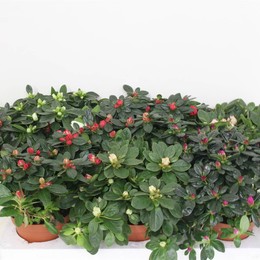 Рододендрон (Азалия) Смешанный ( Rhododendron (Azalea) Mixed ) W 13 см H 35 см
