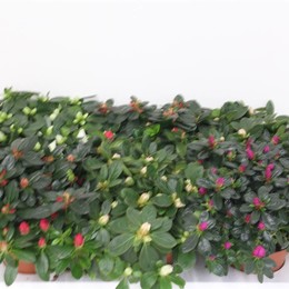 Рододендрон (Азалия) Смешанный 35см ( Rhododendron (Azalea) Mixed 35cm ) W 13 см H 35 см