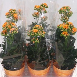 Каланхоэ Экзо Оранжевый ( Kalanchoë Exo Orange ) W 12 см H 35 см
