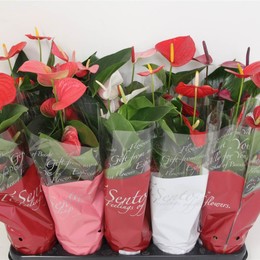 Антуриум Смешанный ( Anthurium An Mixed ) W 12 см H 30 см