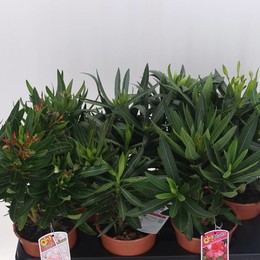Нериум Олеандр ( Nerium Oleander ) W 14 см H 30 см