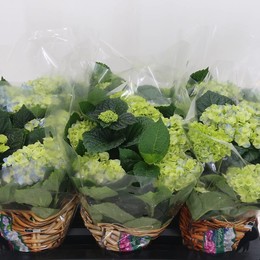 Гортензия Ранняя Голубая 6 Головок ( Hydrangea Early Blue 6 Head ) W 13 см H 32 см