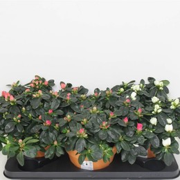 Рододендрон (Азалия) V Смешанный Террапот # ( Rhododendron (Azalea) V Mixed Terrapot # ) W 17 см H 3