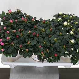 Рододендрон (Азалия) V Смешанный Витте Клейпот # ( Rhododendron (Azalea) V Mixed Witte Kleipot # ) W