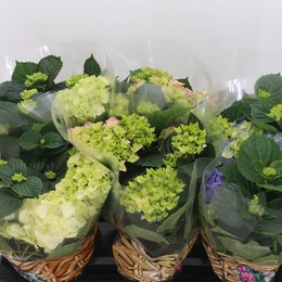 Гортензия Макрофилла Смешанная 6+ Головка ( Hydrangea Macrophylla Mixed 6+ Head ) W 14 см H 35 см