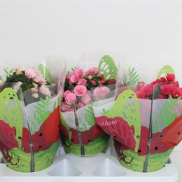Бегония И Бетулия Смешанные ( Begonia Divers Betulia Mixed ) W 19 см H 35 см