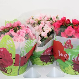 Бегония Ов Бетулия Смешанная ( Begonia Ov Betulia Mixed ) W 19 см H 35 см