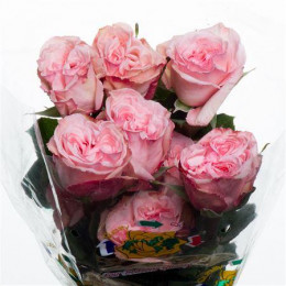 Rosa Pink O'hara (Роза Пинк О'хара) В50 Nevado