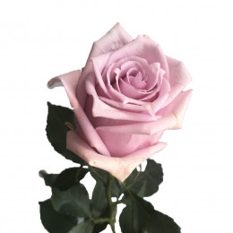 Rosa Nautica (Роза Наутика) В70 Nevado