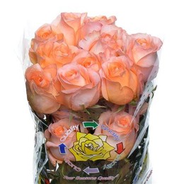 Rose Coral Reef (Роза Корал Риф) B40 Piaveri