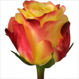 Rosa Tutti Frutti (Роза Тутти Фрутти) В70 Nevado