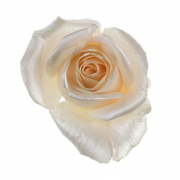 Rosa Vendela Satin (Роза Вендела Сатин) В80