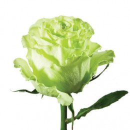 Rose Limonada (Роза Лимонада) B60 Piaveri