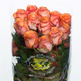 Rosa Twilight (Роза Твилайт) В60 Nevado