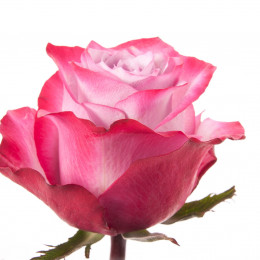 Rose Deep Purple (Роза Дип Перпл) B50 Royal Flowers