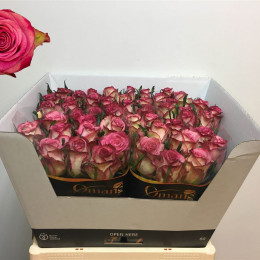 Rose Imagination (Роза Имаджинейшн) B50 Piaveri