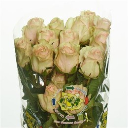 Rose Frutetto (Роза Фрутетто) B50 Piaveri