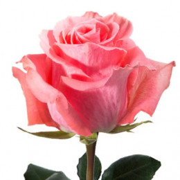 Rose Amsterdam (Роза Амстердам) B50 Piaveri