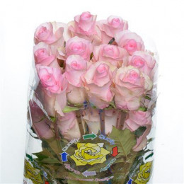 Rose Christa (Роза Христа) B40 Piaveri