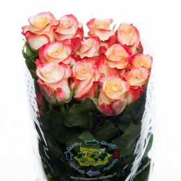 Rose Cabaret (Роза Кабарет) B60 Piaveri